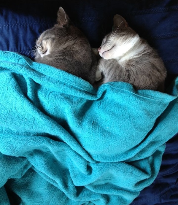 cute cuddling cats